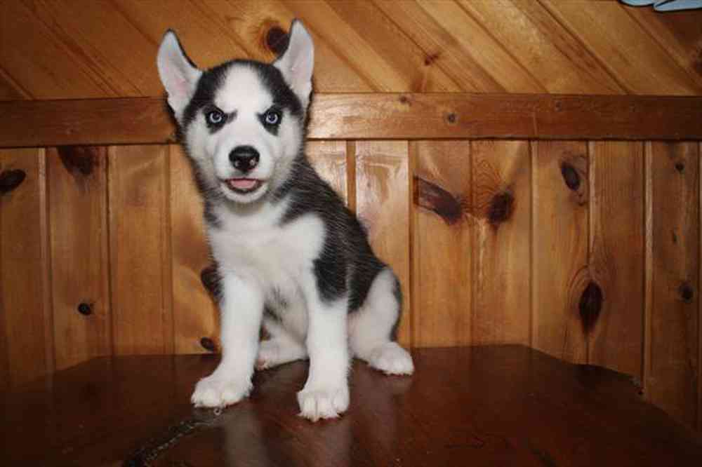 Image of a pet breed in the gallery
