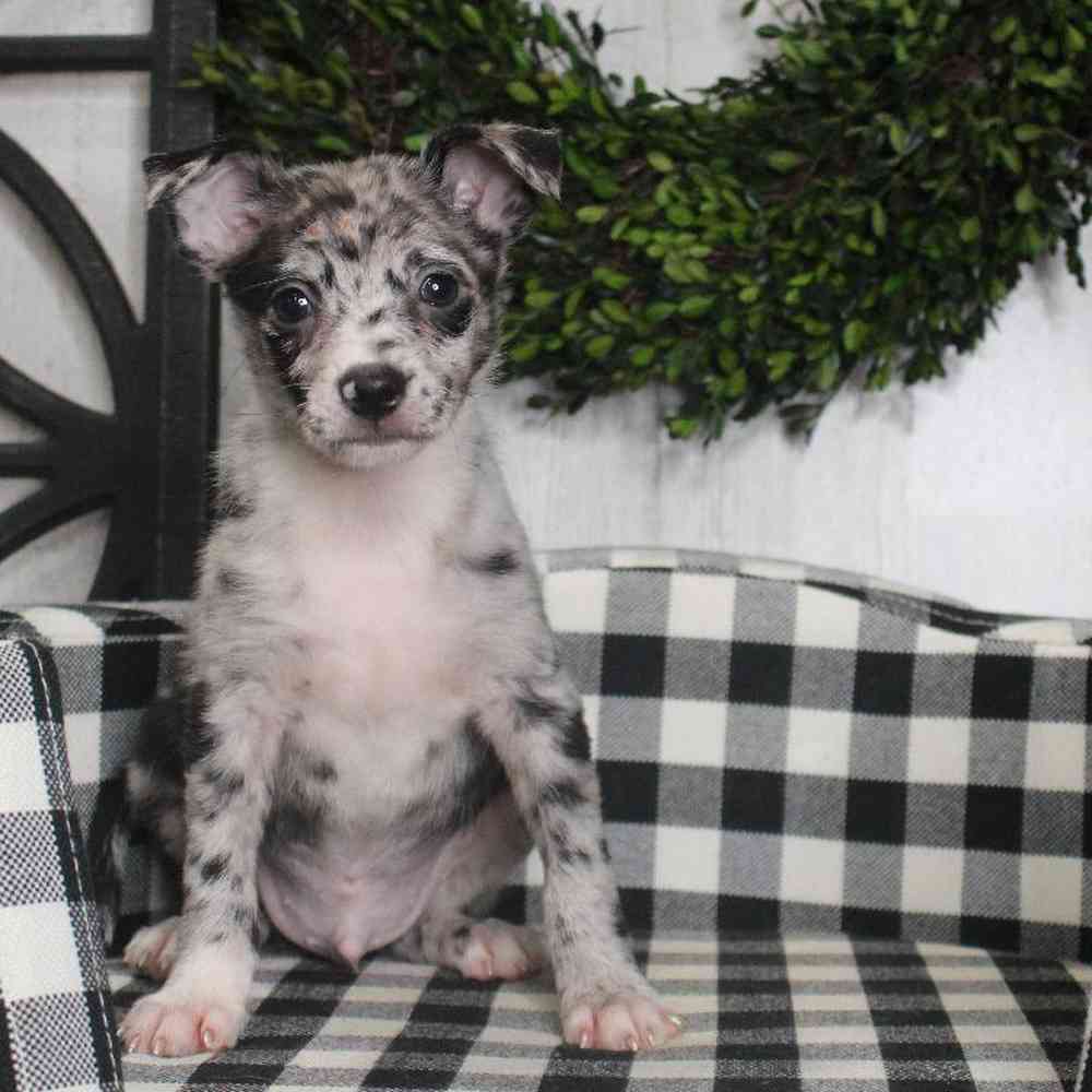 Male PomChi Puppy for sale