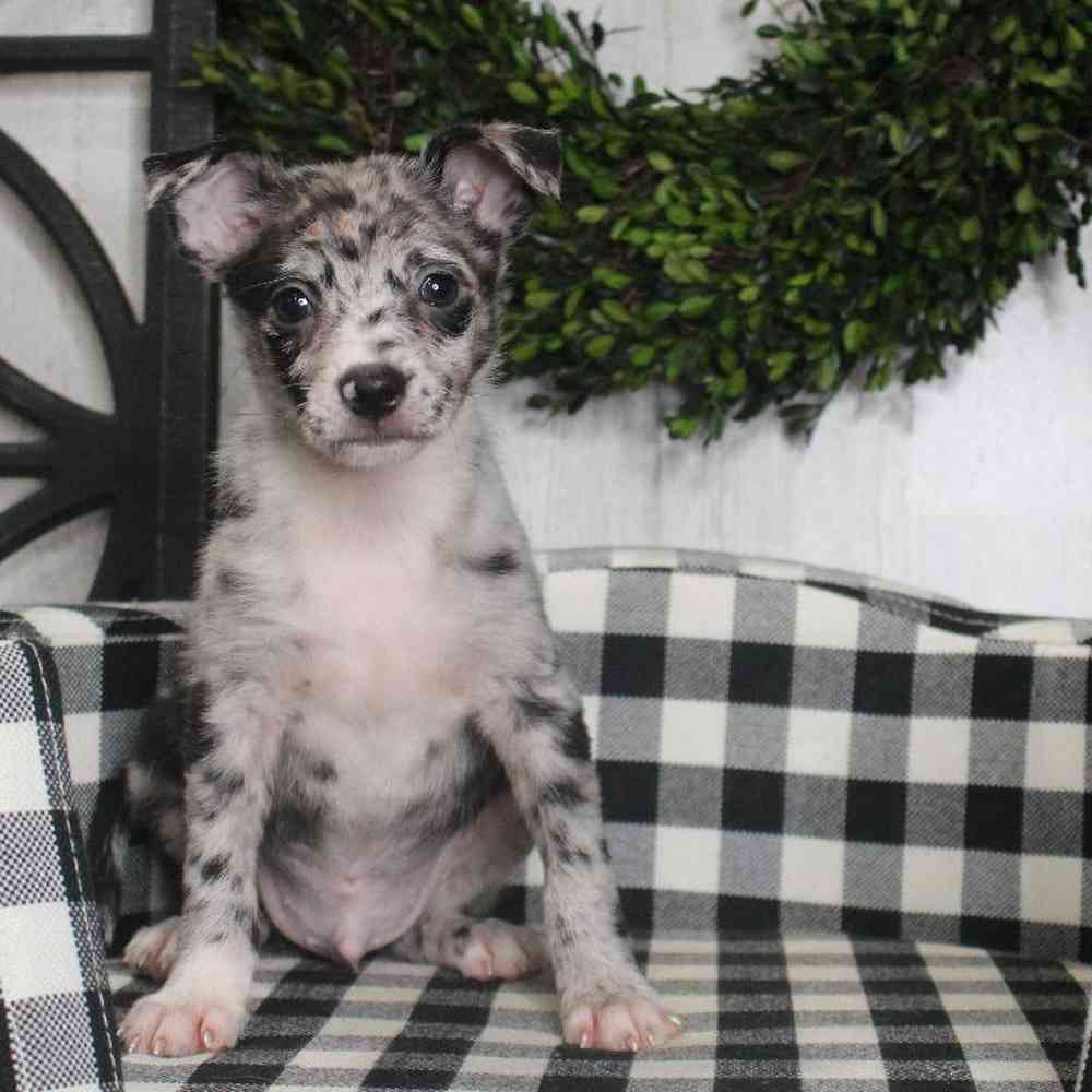carousel pet images