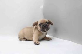 French Bulldog