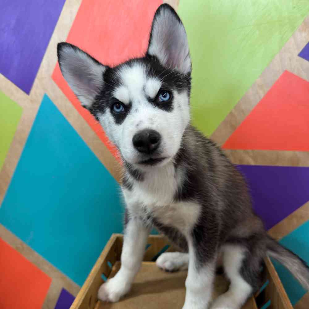 Image of a pet breed in the gallery