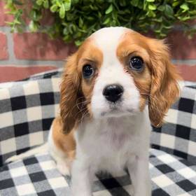 Cavalier King Charles Spaniel