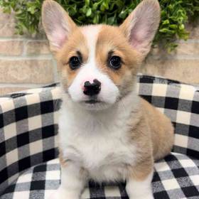 Pembroke Welsh Corgi