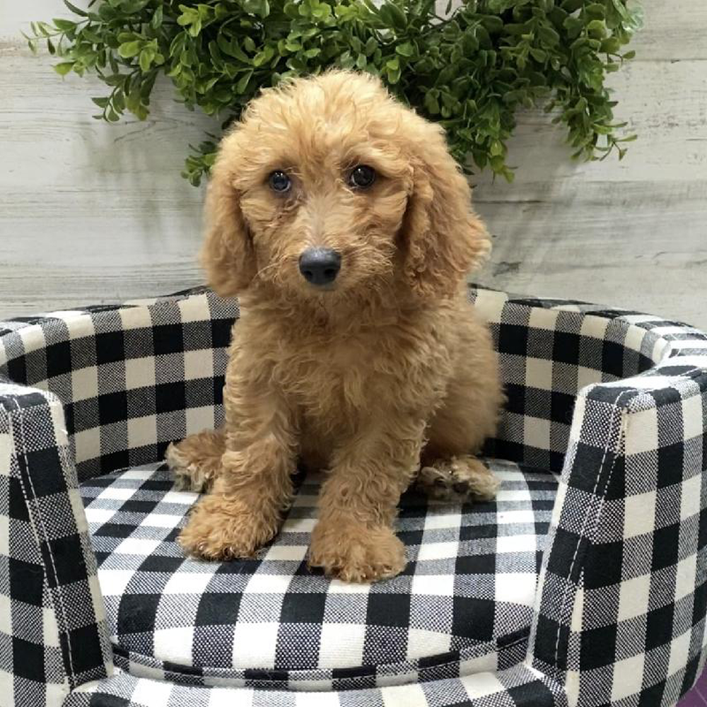 Male Mini Goldendoodle Puppy for sale