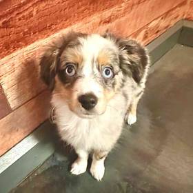 Mini Aussie