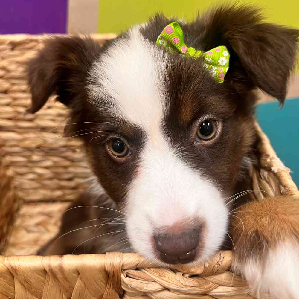 carousel pet images
