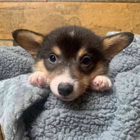 Pembroke Welsh Corgi