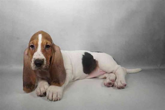 Basset Hound