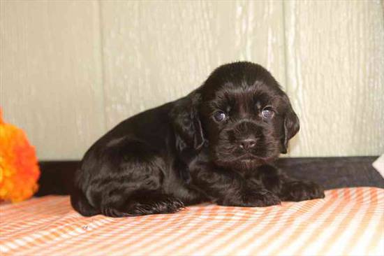 Cocker Spaniel