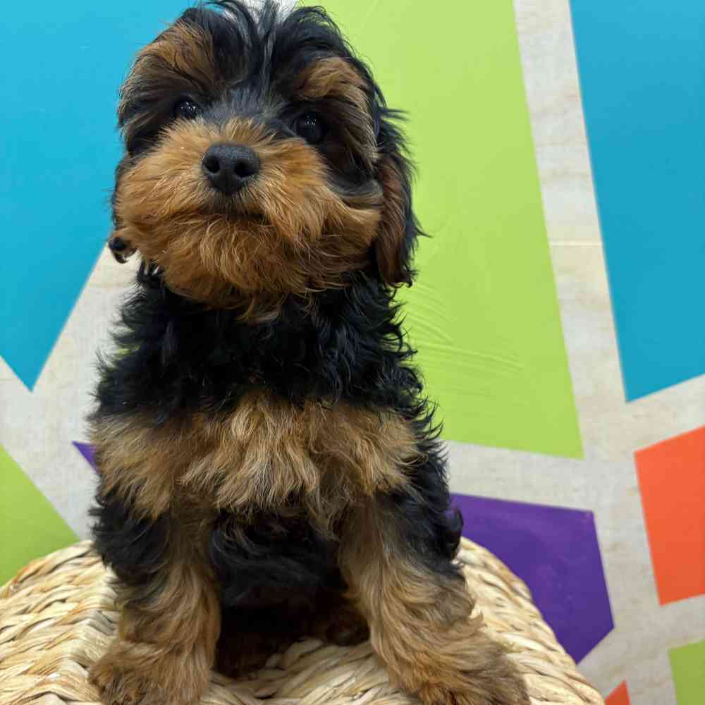 carousel pet images