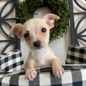 Chihuahua