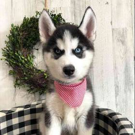 Siberian Husky