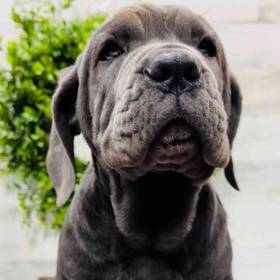 Neopolitan Mastiff