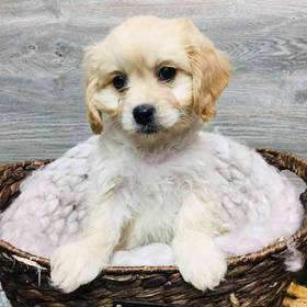 Cavachon