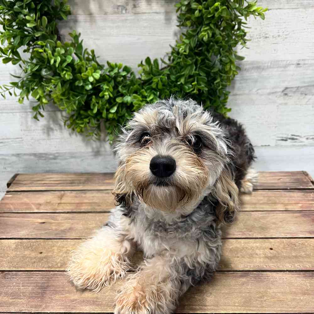 carousel pet images