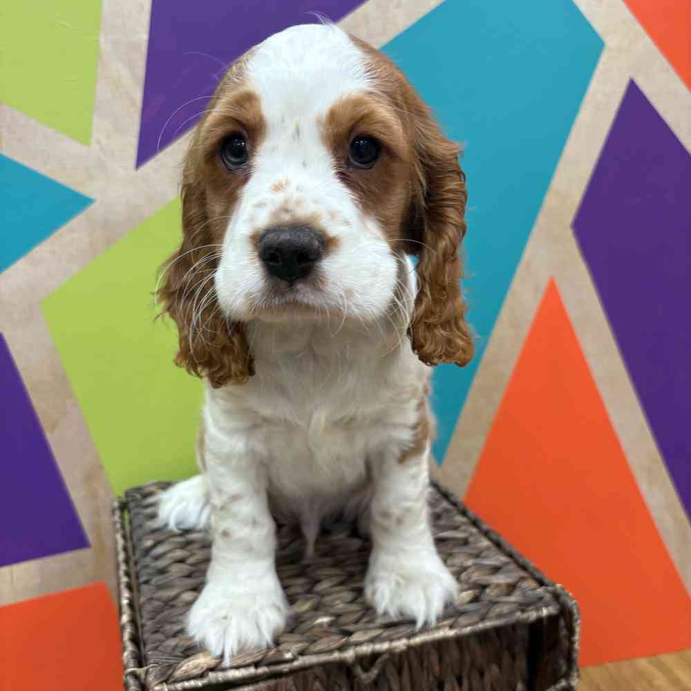 carousel pet images