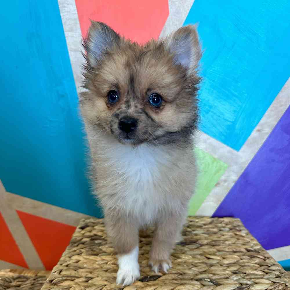 carousel pet images