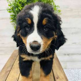 Bernese Mountain Dog