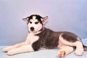 Siberian Husky
