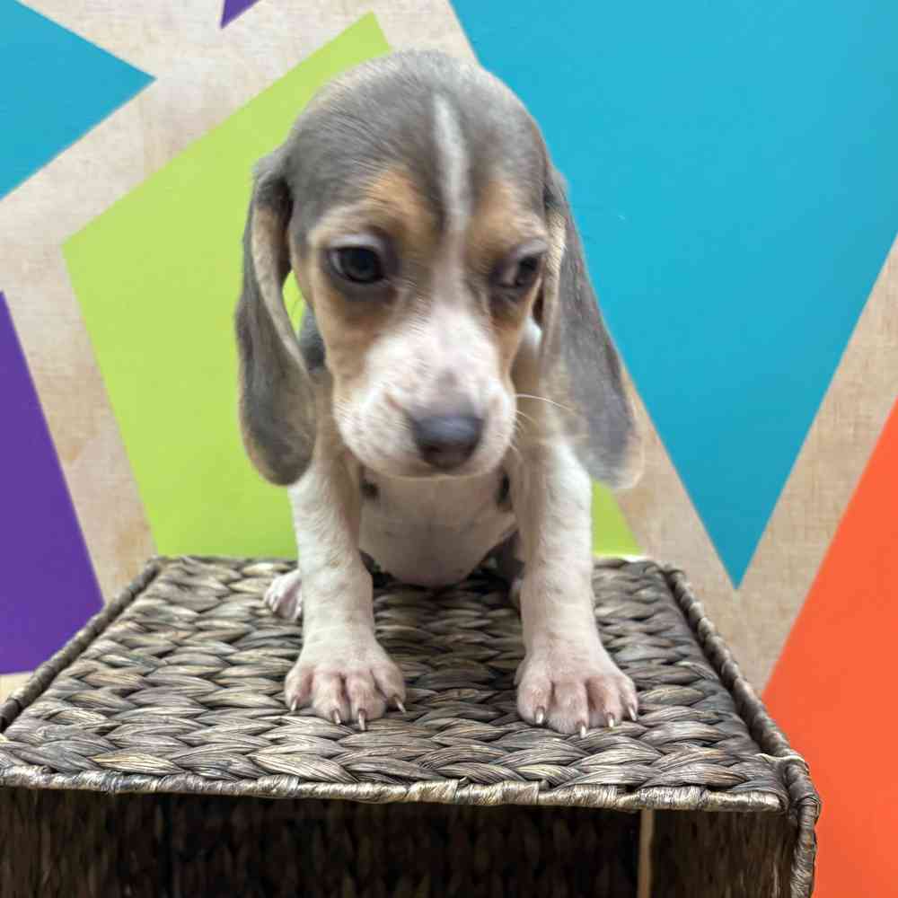 carousel pet images