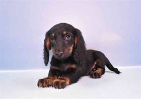 Mini Dachshund