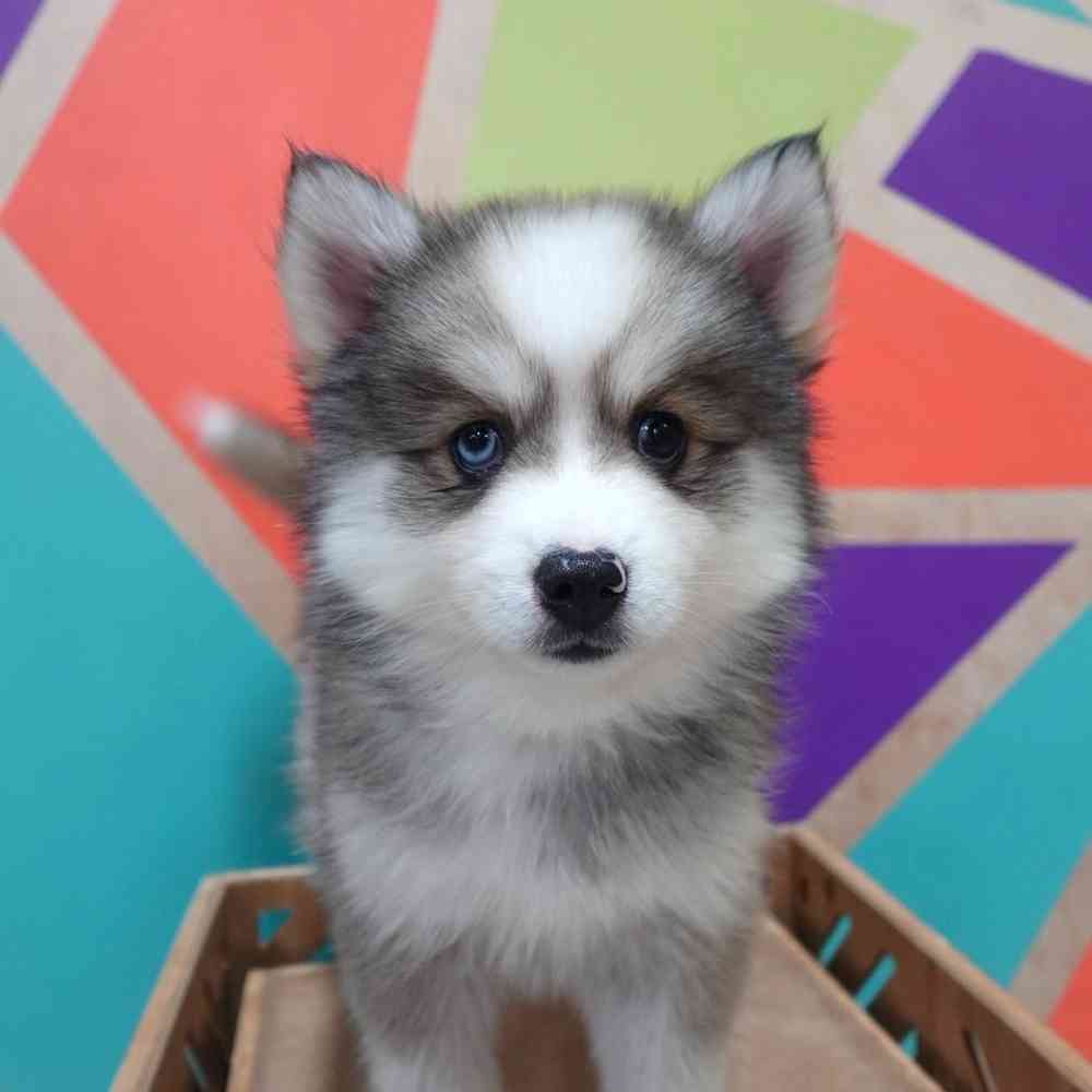 carousel pet images