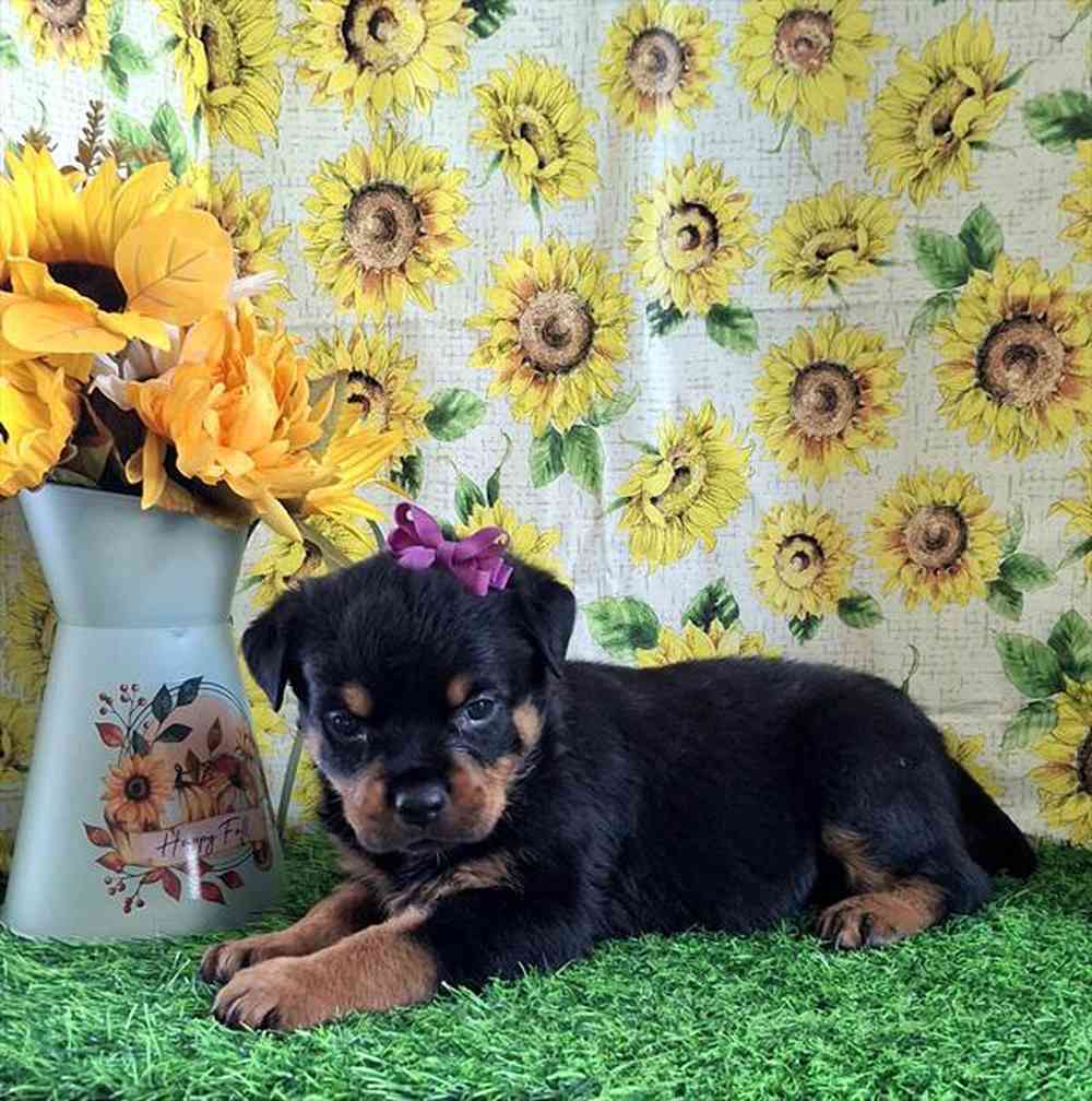 Image of a pet breed in the gallery