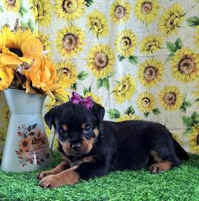 Rottweiler