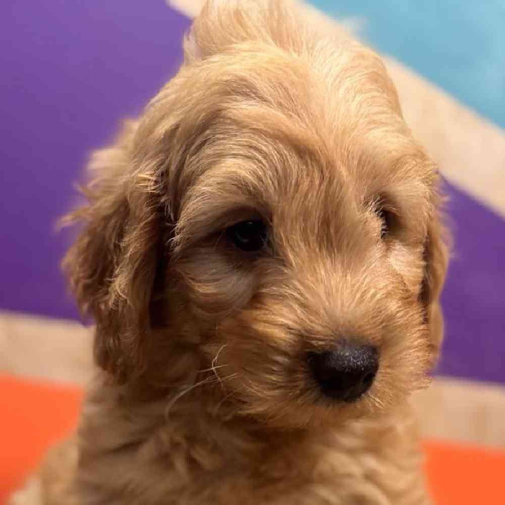 carousel pet images