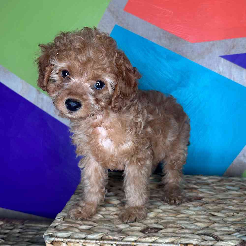 carousel pet images