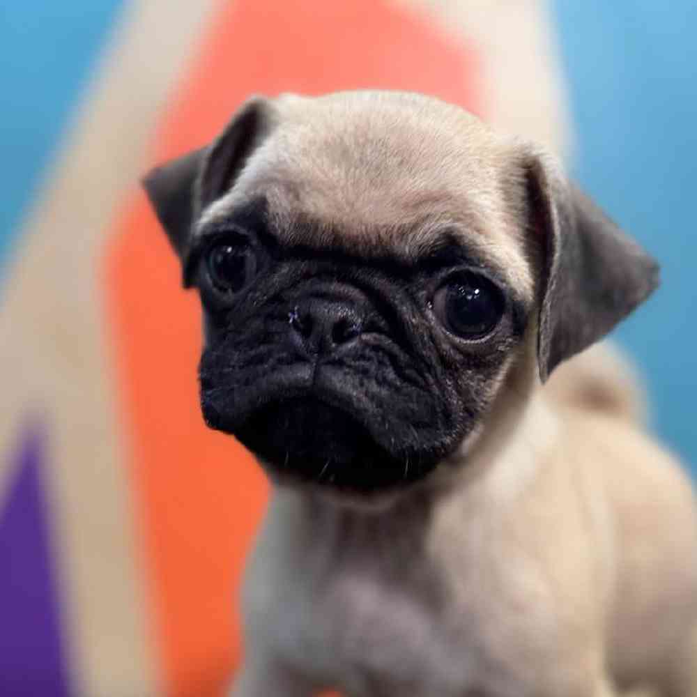 Female Pug Puppy for Sale in Rogers, AR