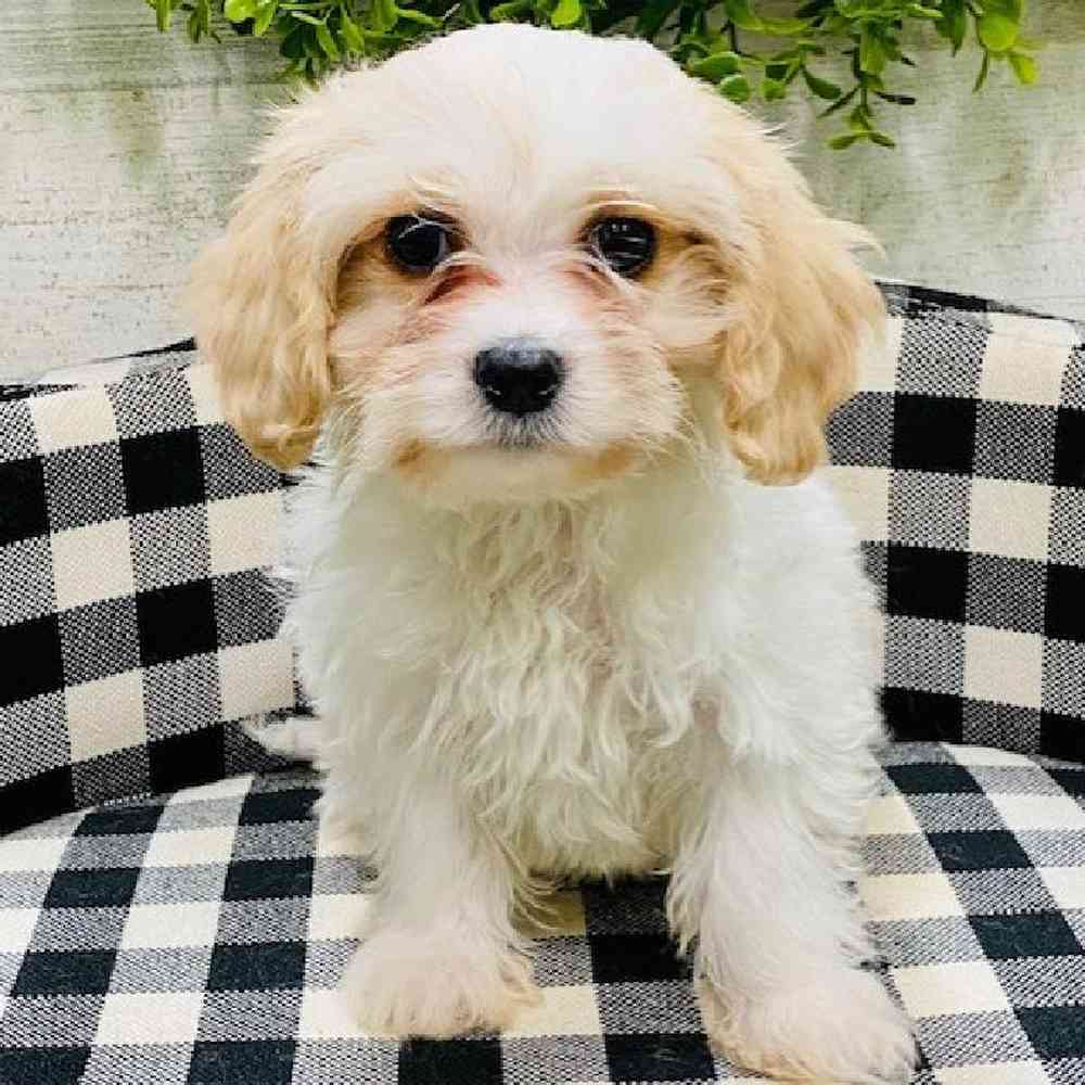 Female Cavachon Puppy for sale