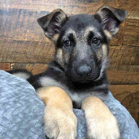 German Shepherd