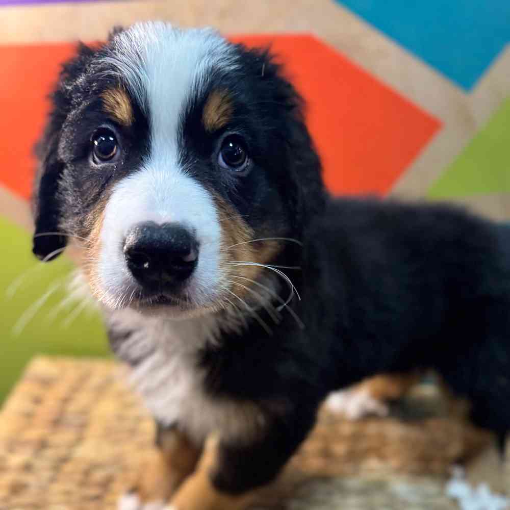 carousel pet images