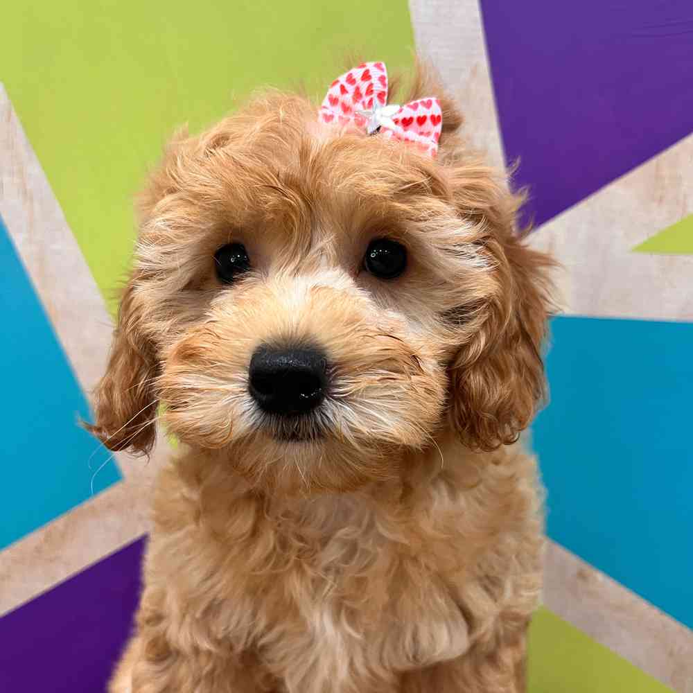 carousel pet images