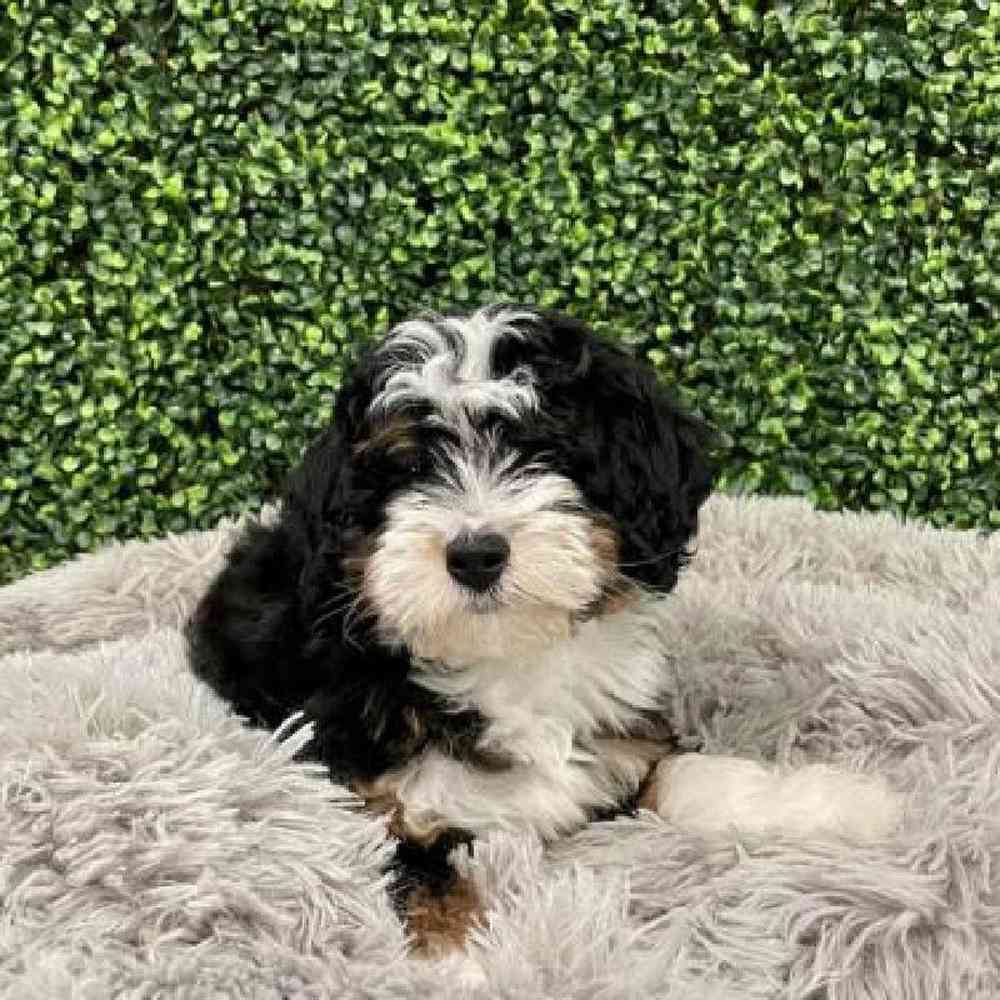 carousel pet images