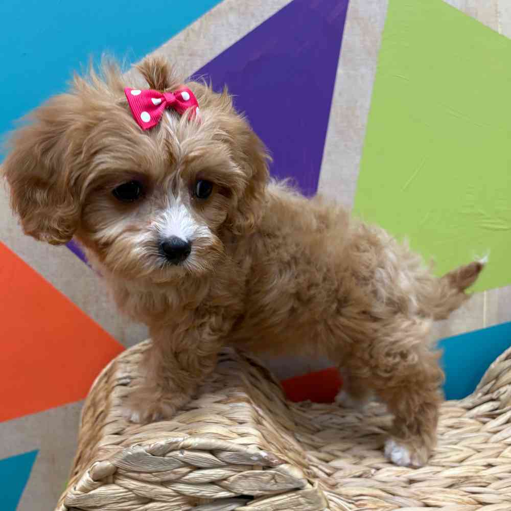 carousel pet images