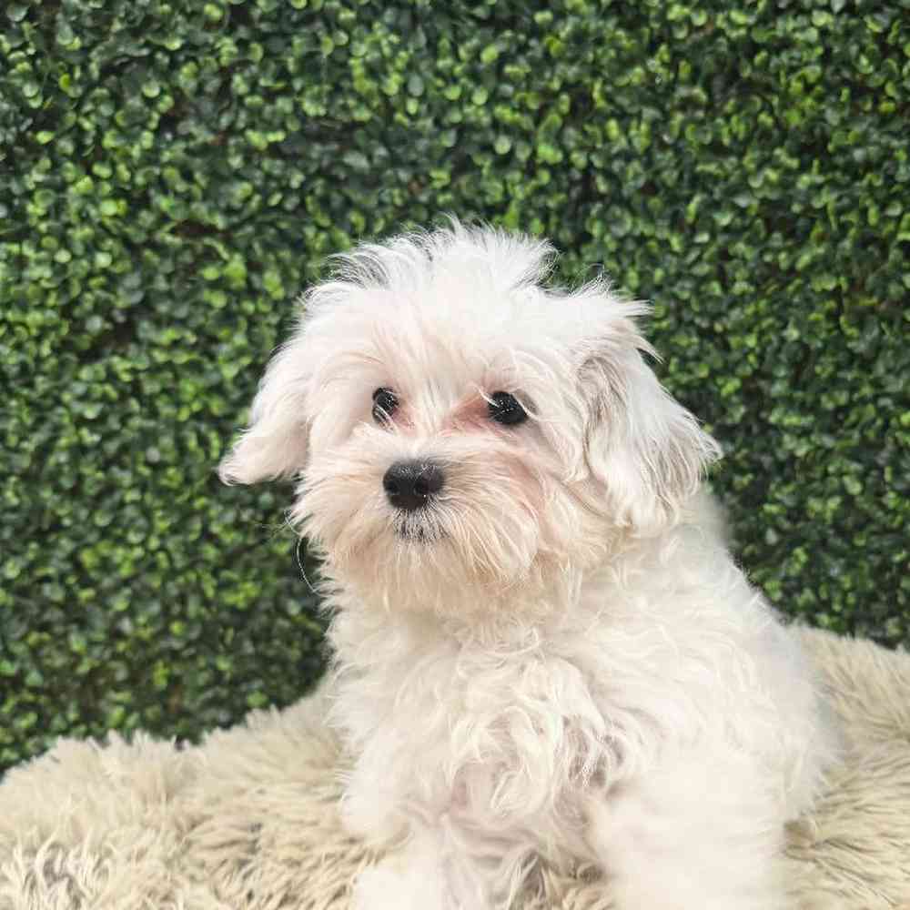 Female Maltipoo Puppy for Sale in Rogers, AR