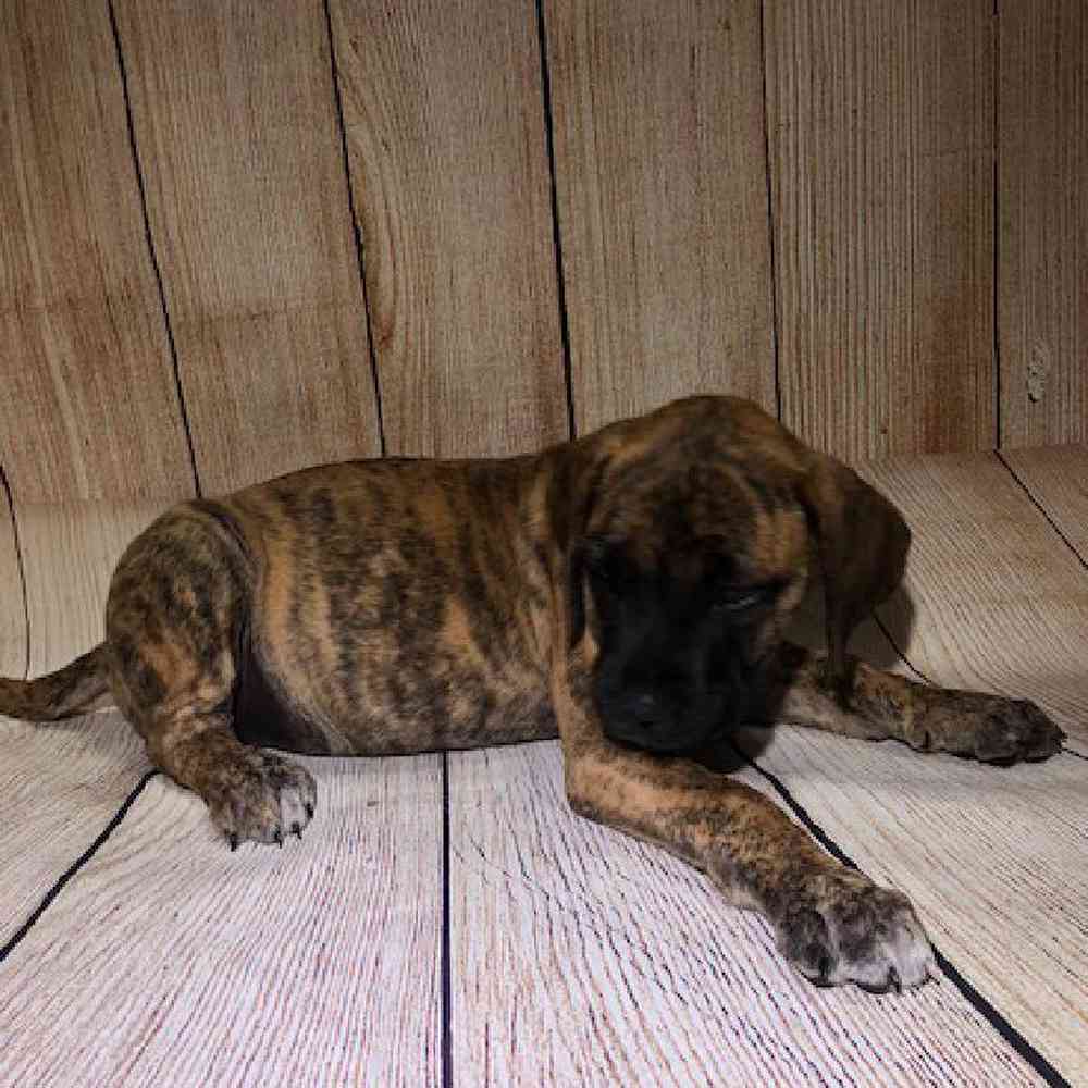 Information on English Mastiff Puppies for Sale in Rogers Arkansas