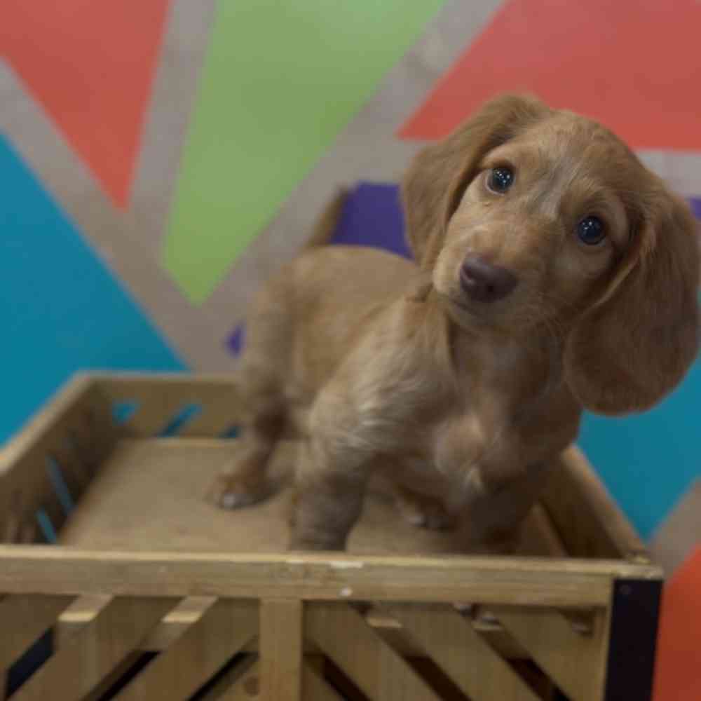 Image of a pet breed in the gallery