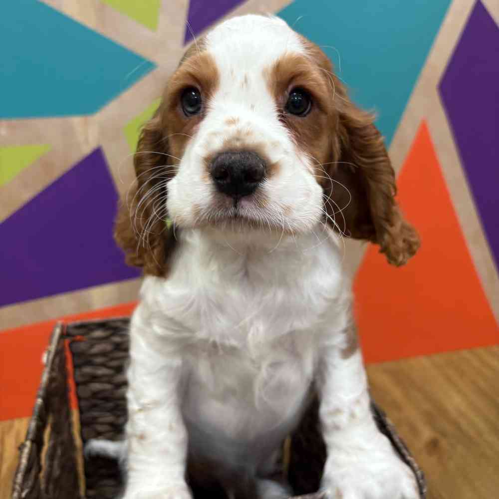 carousel pet images