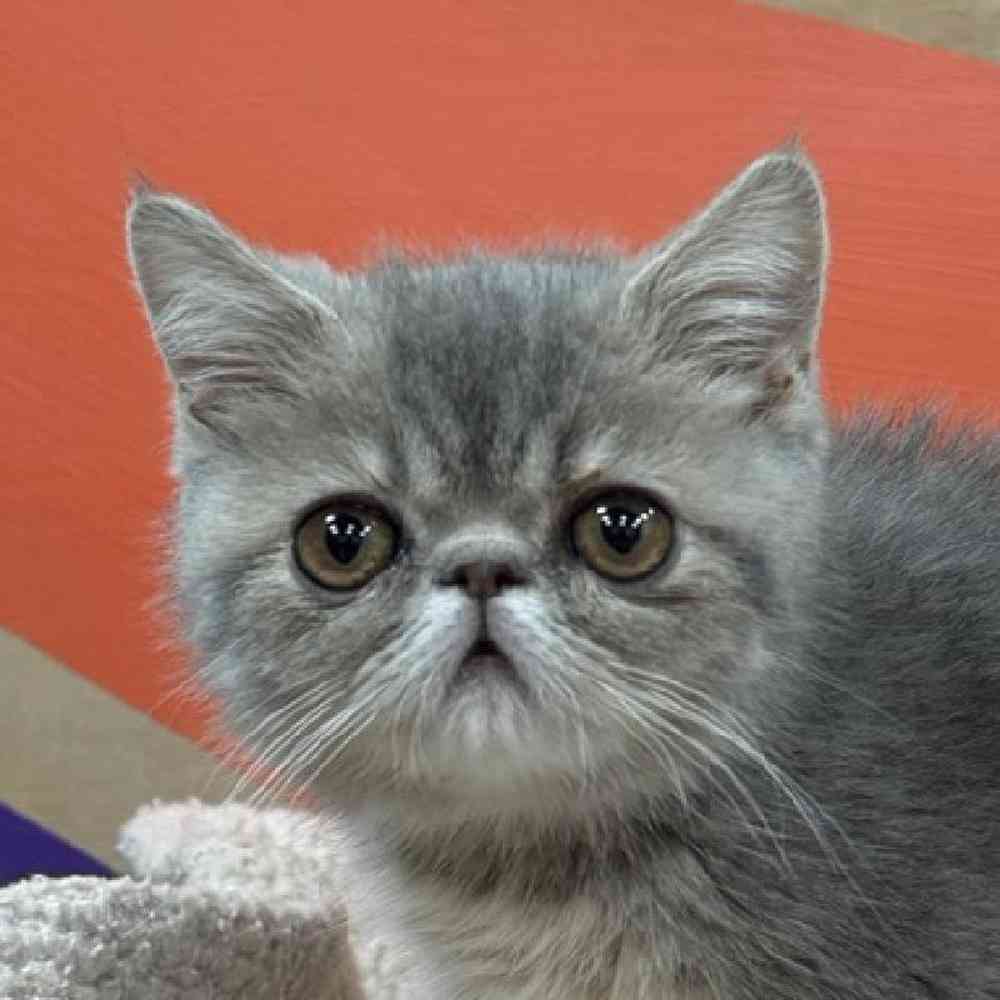 Kitten