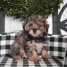 Morkiepoo