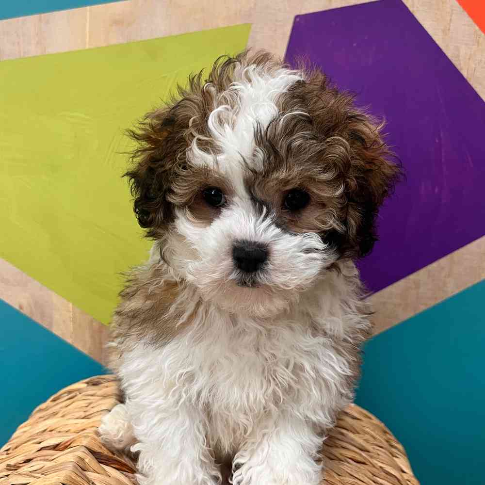 Information on Lhasa-Poo Puppies for Sale in Rogers, Arkansas