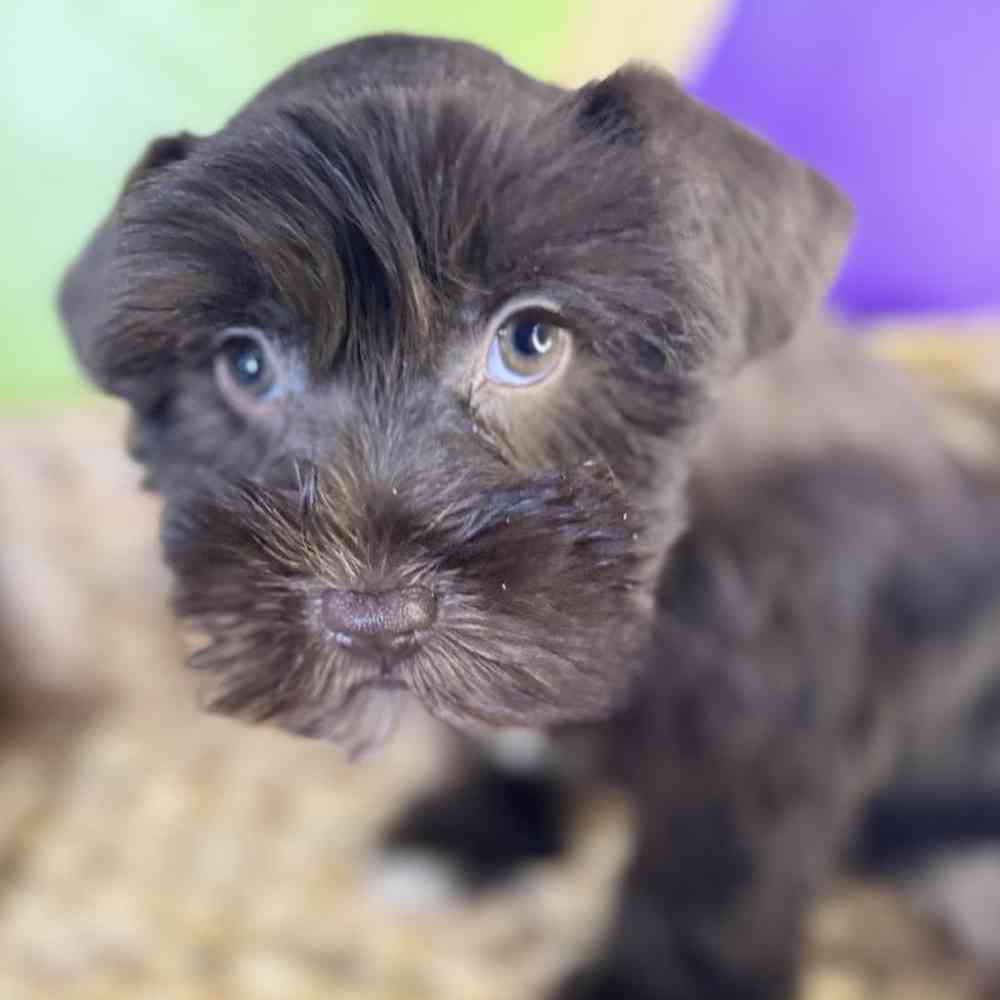 carousel pet images