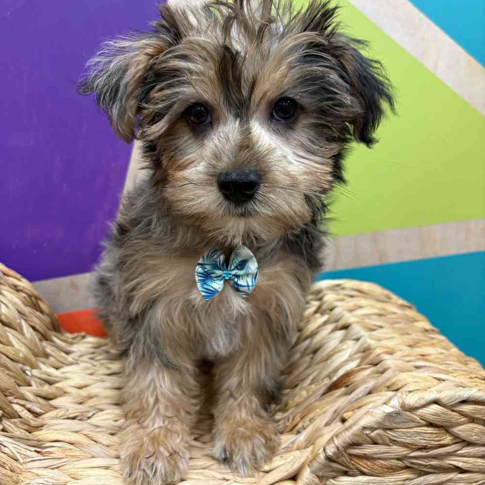 Image of a pet breed in the gallery