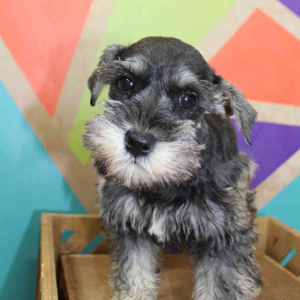 Image of a pet breed in the gallery