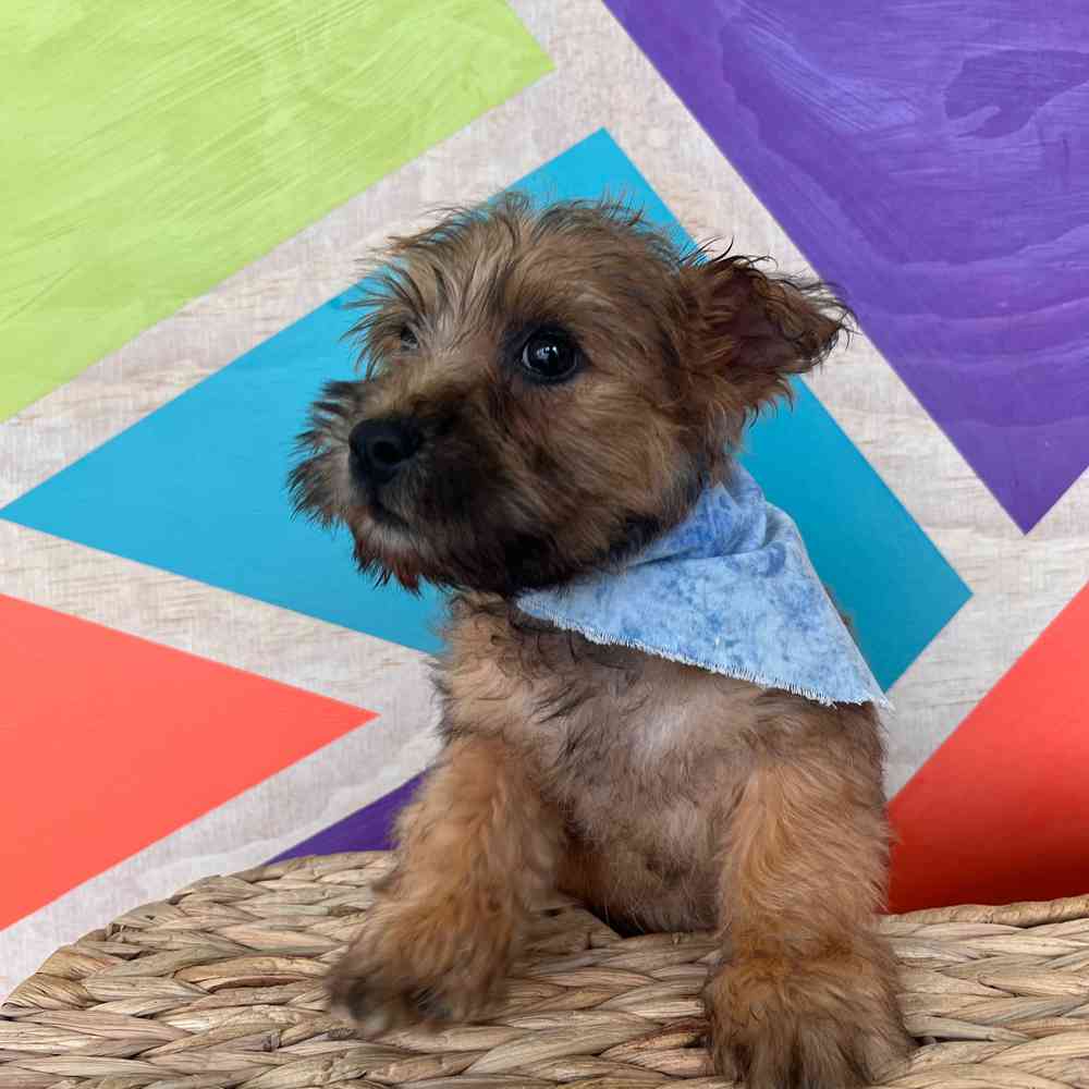 carousel pet images