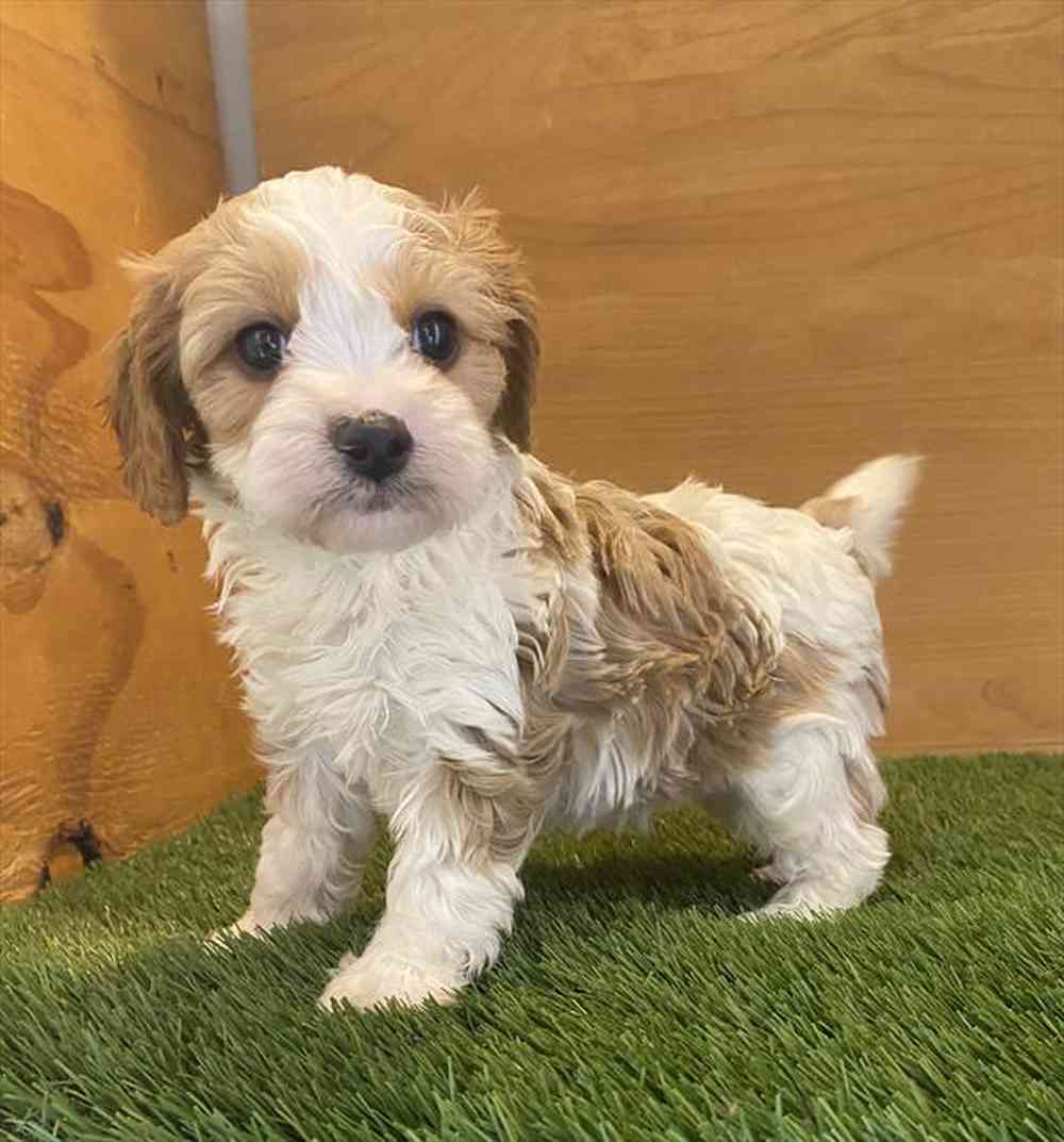 carousel pet images