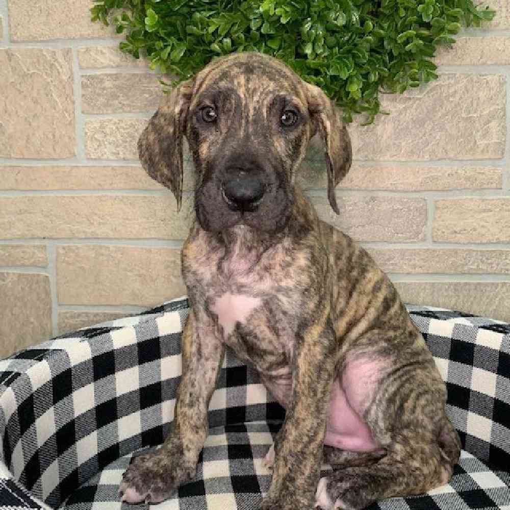 Male Great Dane Puppy for sale